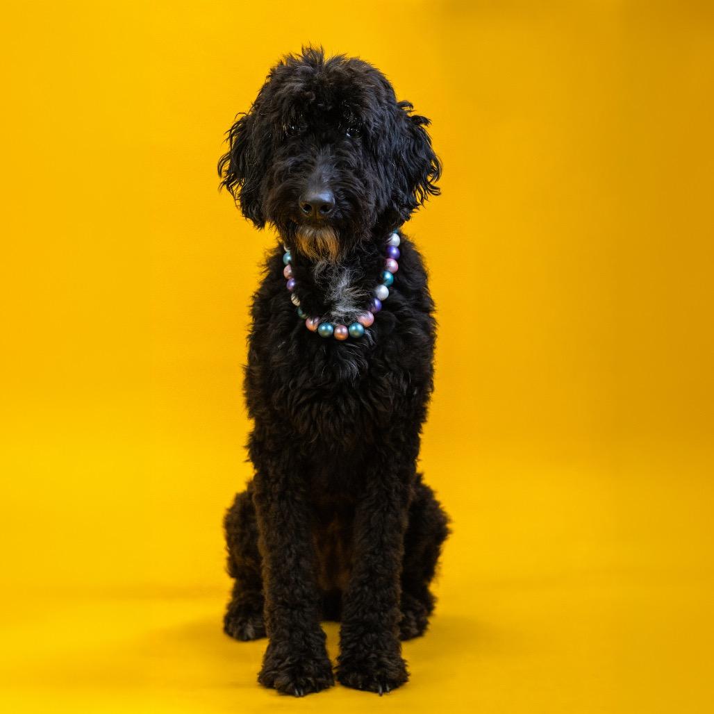 Enlarge Diamond, a Adoptable mixed breed in Newark, DE image 3/6