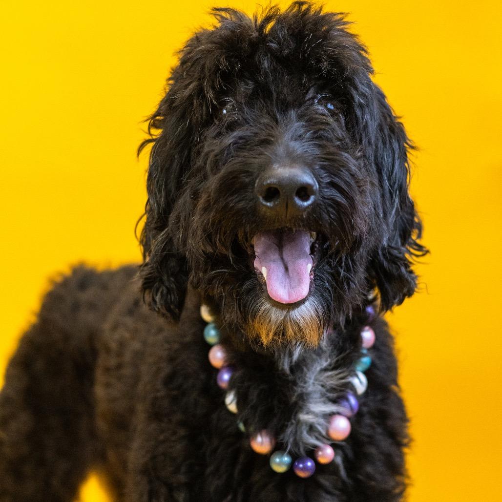 Enlarge Diamond, a Adoptable mixed breed in Newark, DE image 4/6