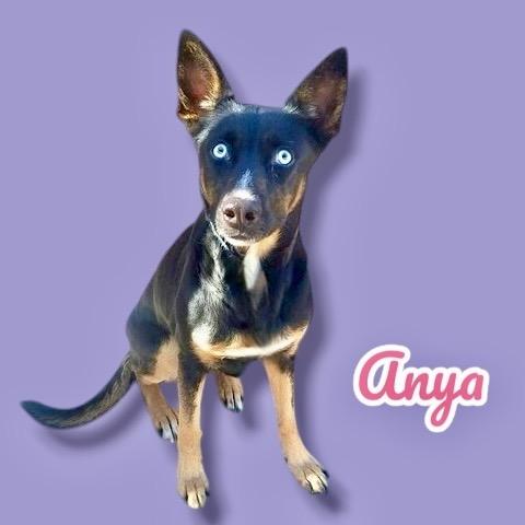 Anya, Adoptable, Adult Female Australian Kelpie & Husky.