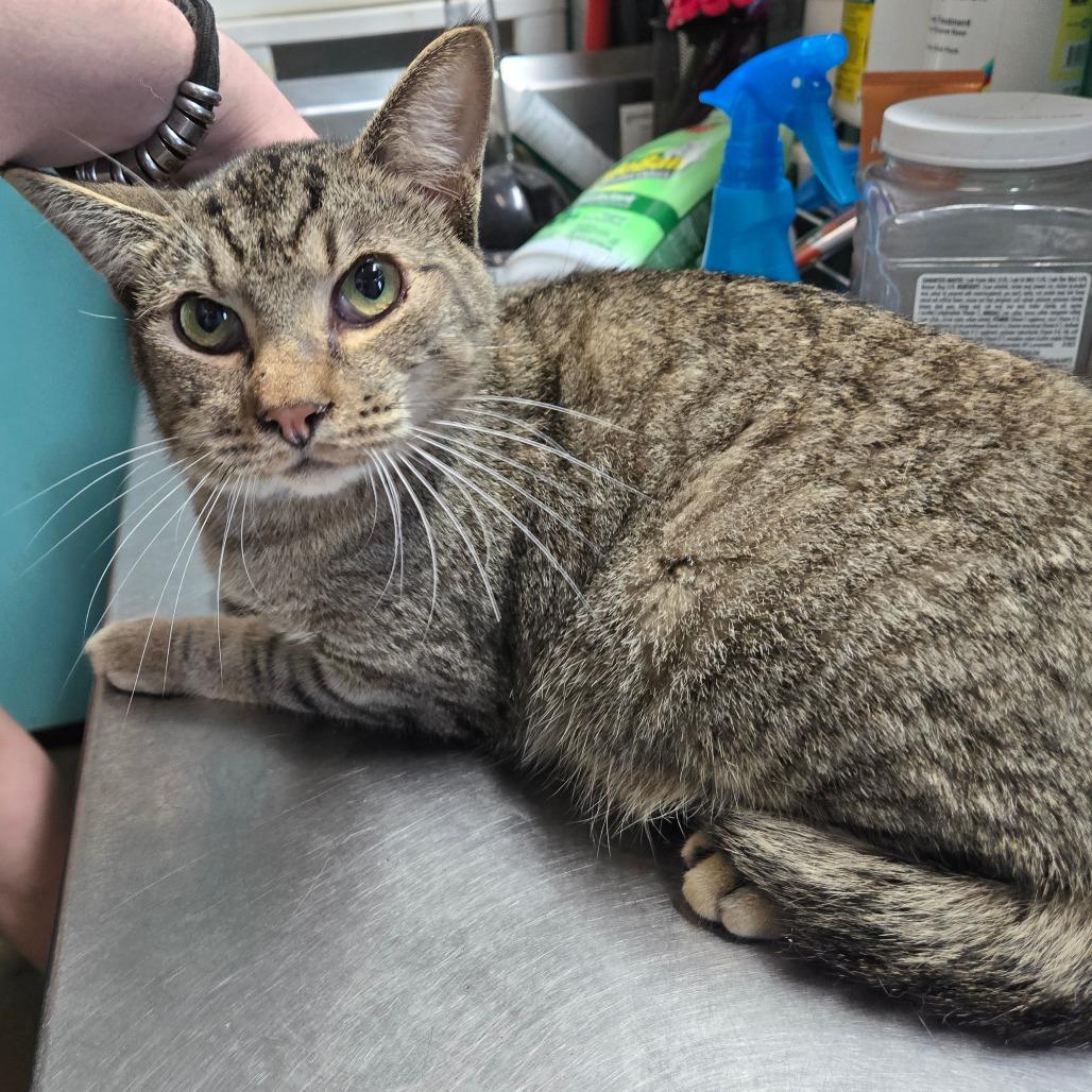 Enlarge Shrimp, a ADOPTABLE Domestic Short Hair in Graham, TX image 1/1