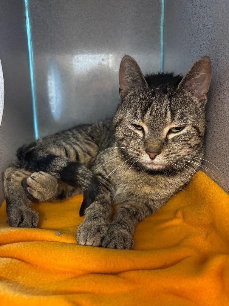 Riley, Adoptable, Adult Female Domestic Short Hair.