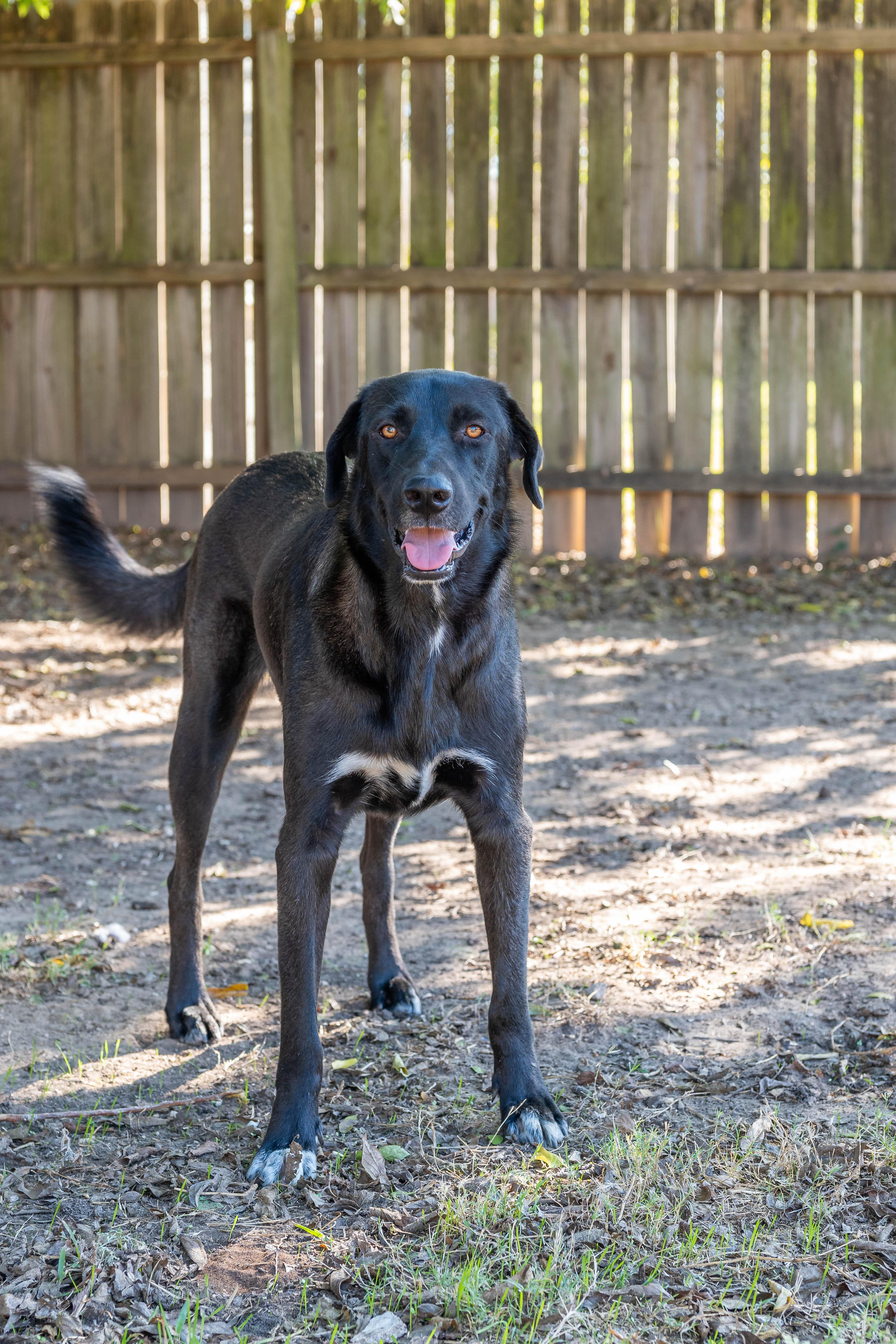 Enlarge Sammie & Silver, a Adoptable mixed breed in Lakeway, TX image 4/6