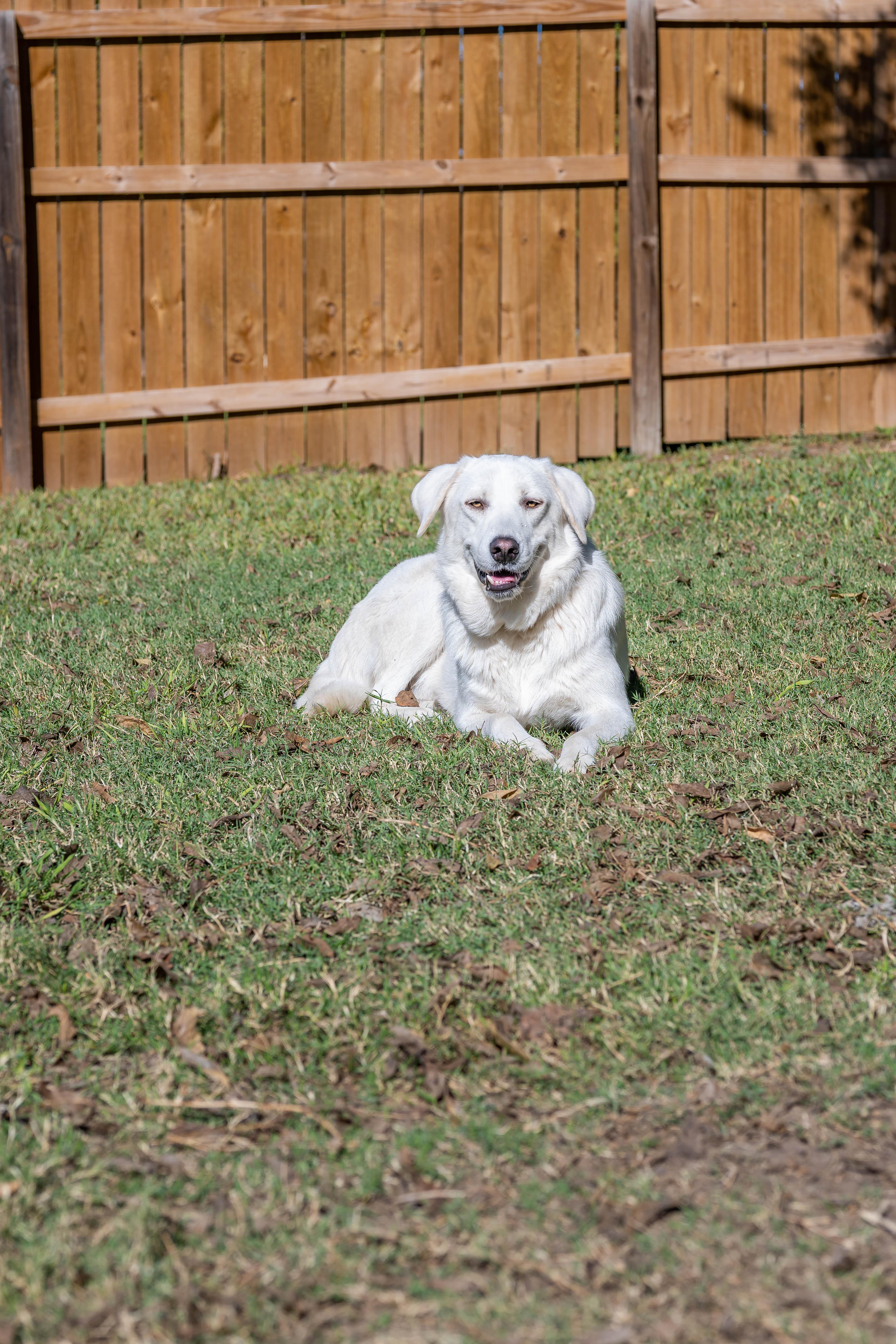 Enlarge Sammie & Silver, a Adoptable mixed breed in Lakeway, TX image 3/6
