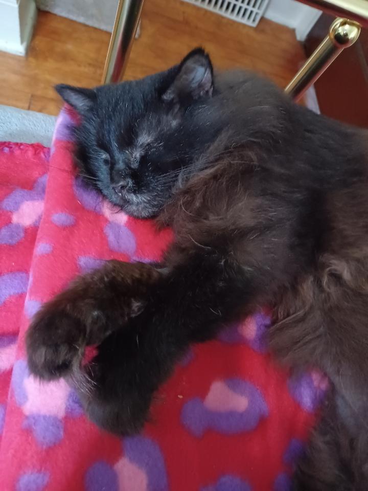 FOSTER HOME NEEDED FOR OUR BLIND KITTY, SWEETIE PIE!