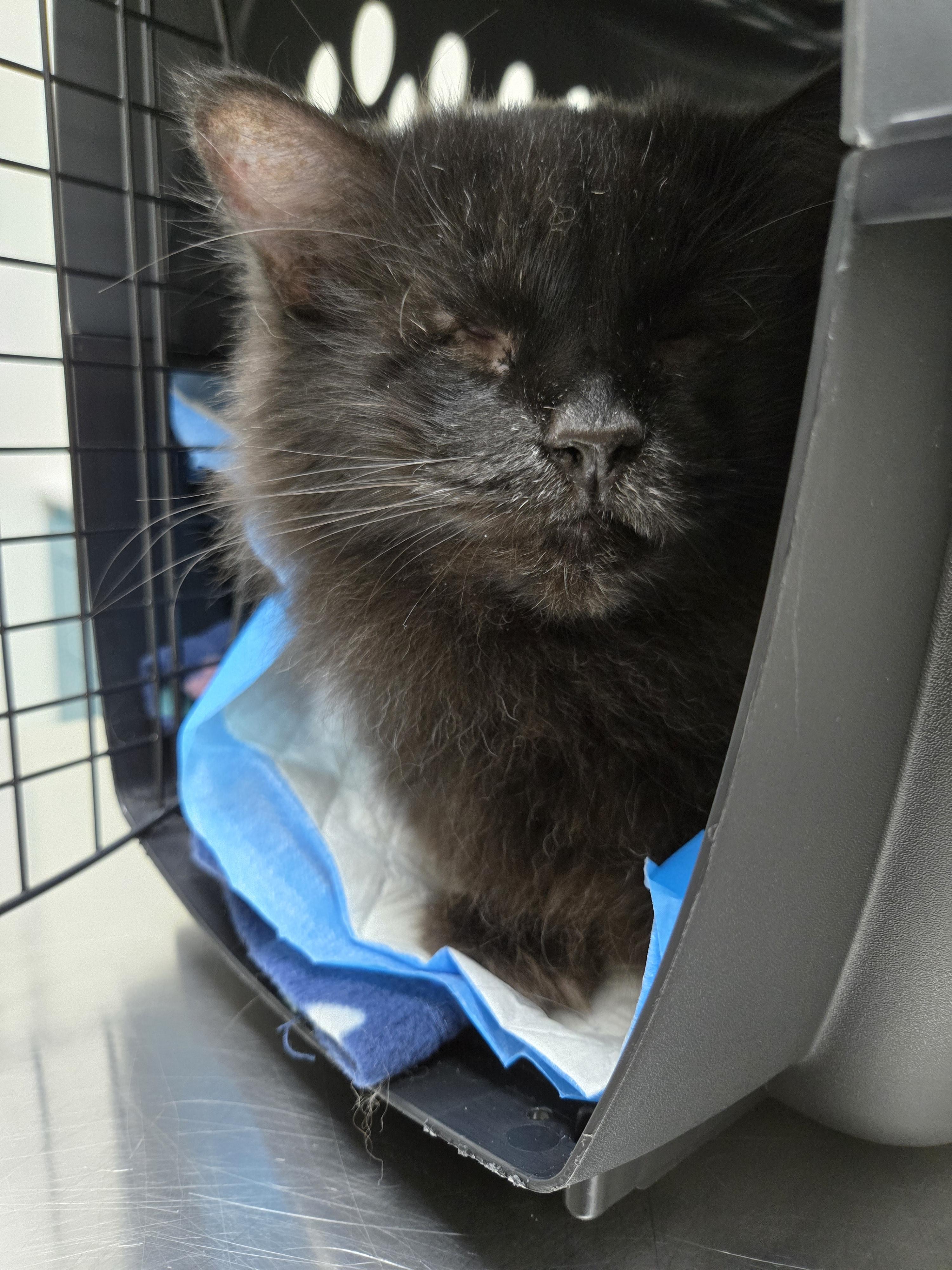 FOSTER HOME NEEDED FOR OUR BLIND KITTY, SWEETIE PIE!