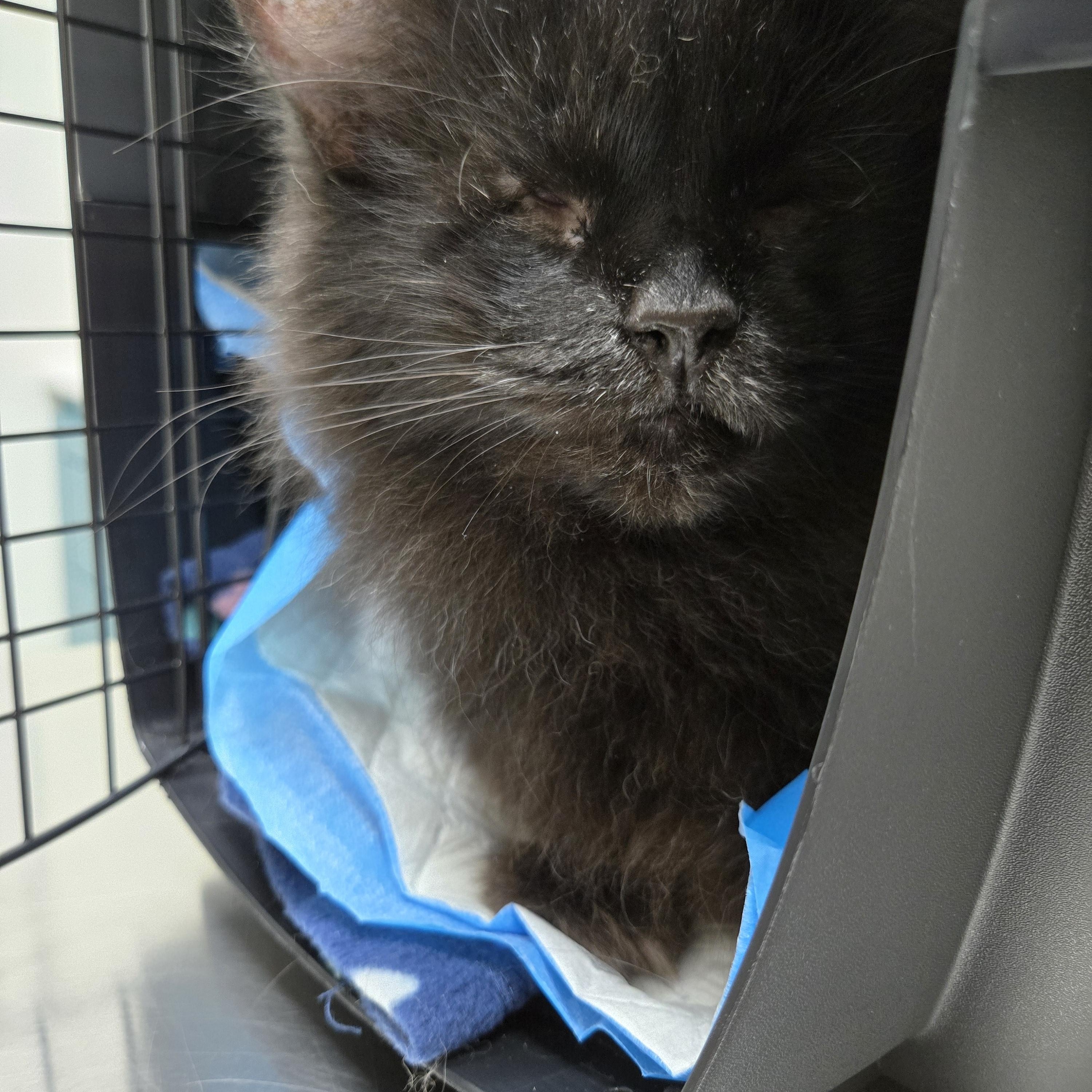 FOSTER HOME NEEDED FOR OUR BLIND KITTY, SWEETIE PIE!, a Adoptable Domestic Long Hair in Milwaukee, WI image 2/6