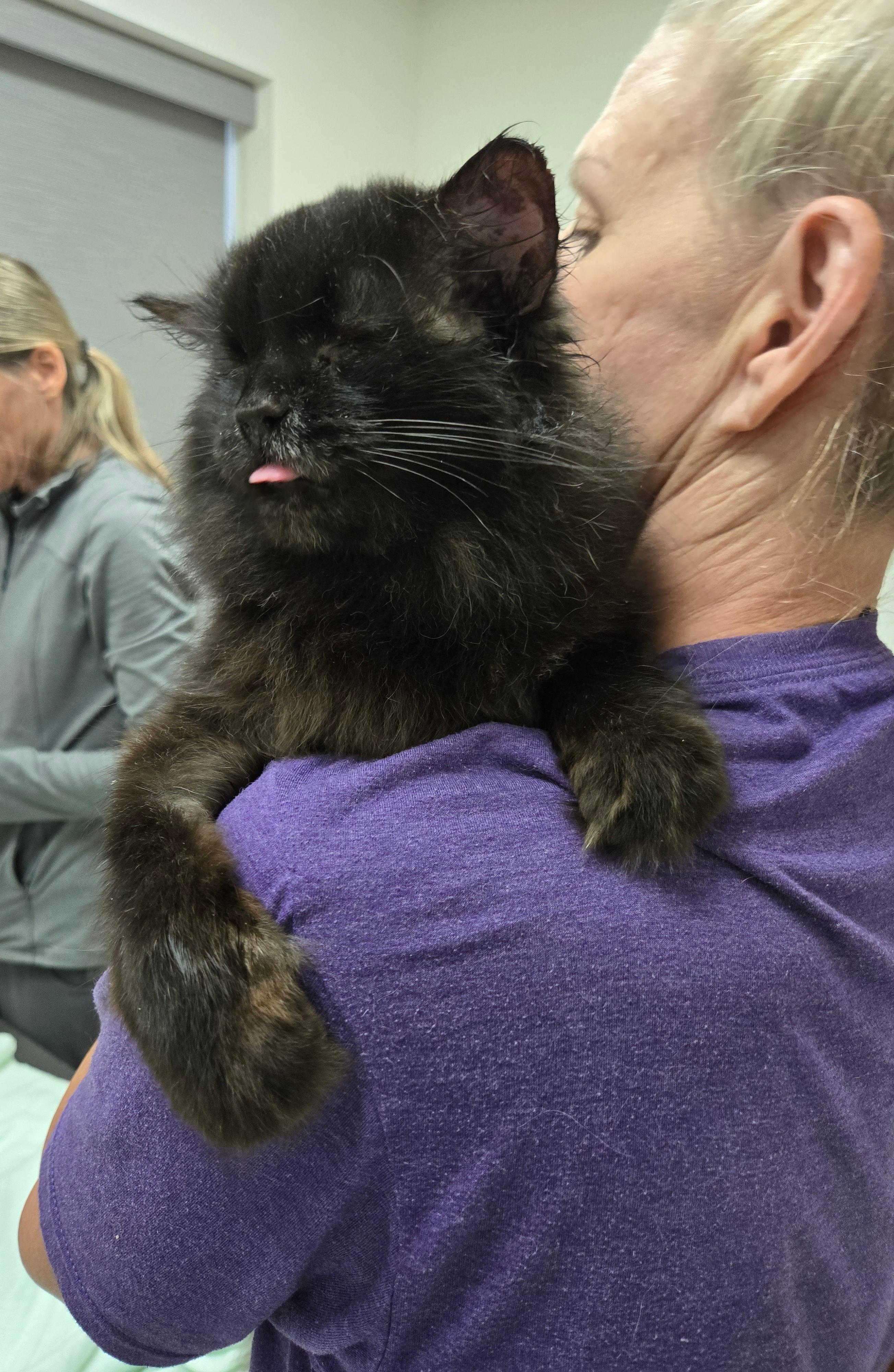 FOSTER HOME NEEDED FOR OUR BLIND KITTY, SWEETIE PIE!