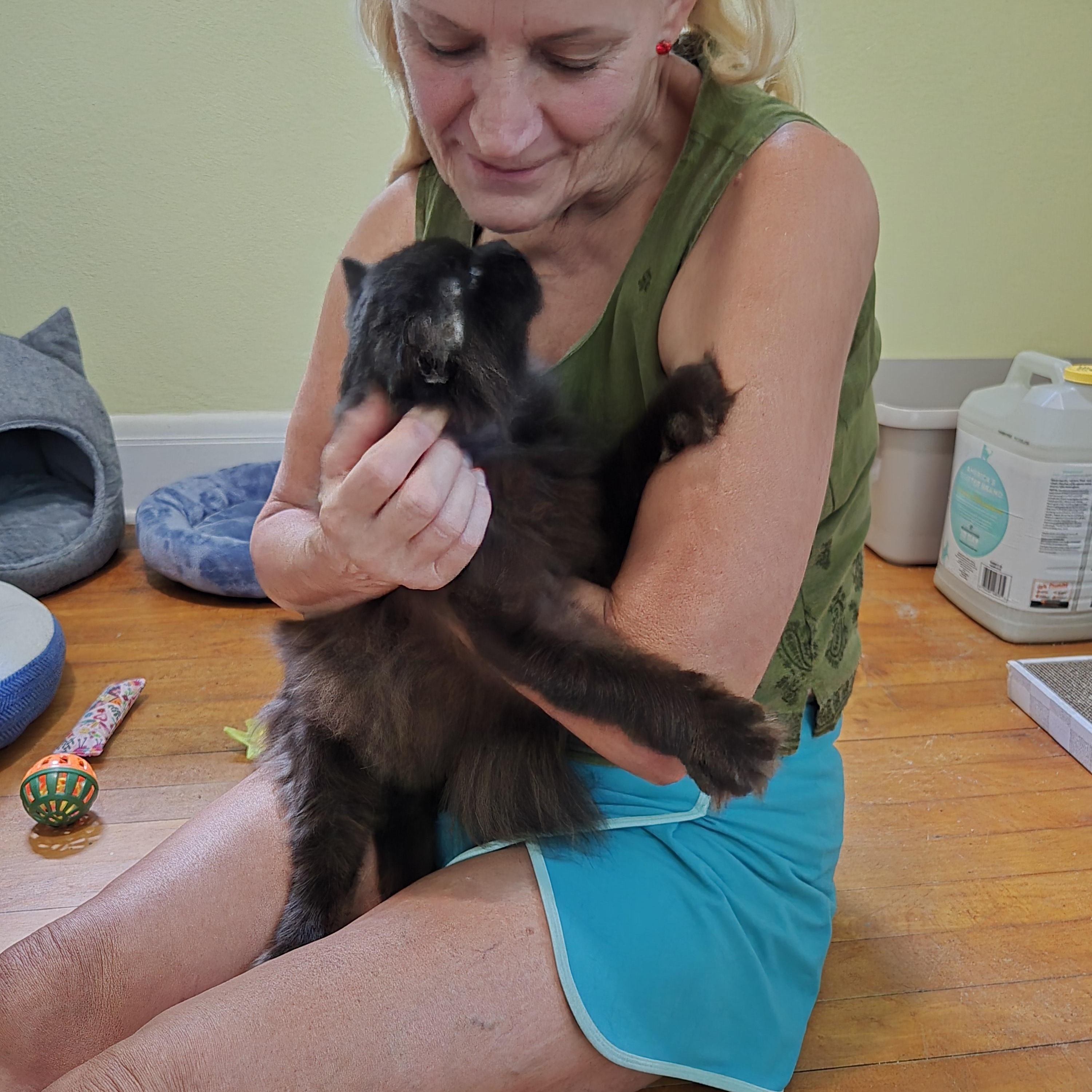 FOSTER HOME NEEDED FOR OUR BLIND KITTY, SWEETIE PIE!, a Adoptable Domestic Long Hair in Milwaukee, WI image 1/6