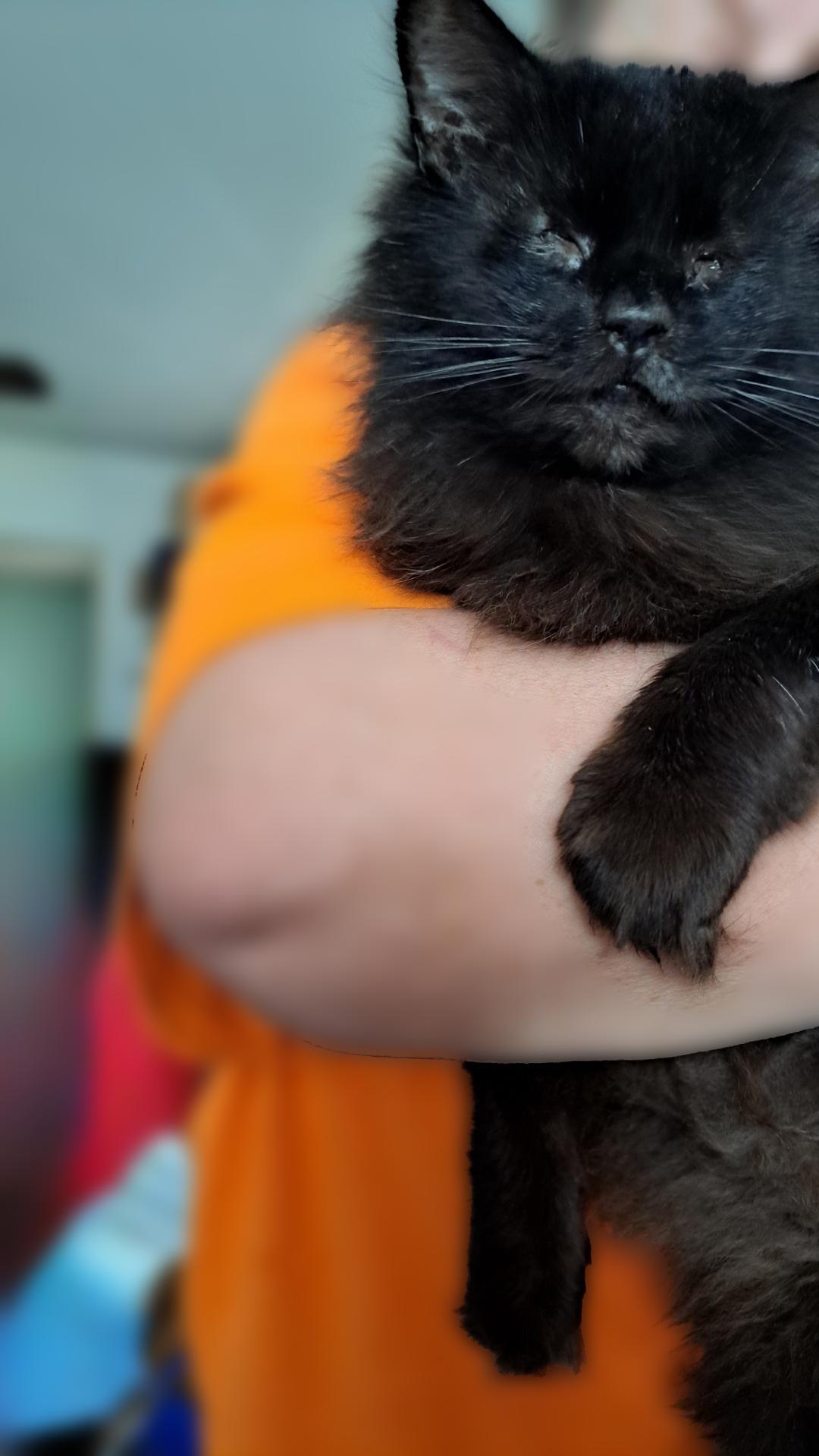 FOSTER HOME NEEDED FOR OUR BLIND KITTY, SWEETIE PIE!