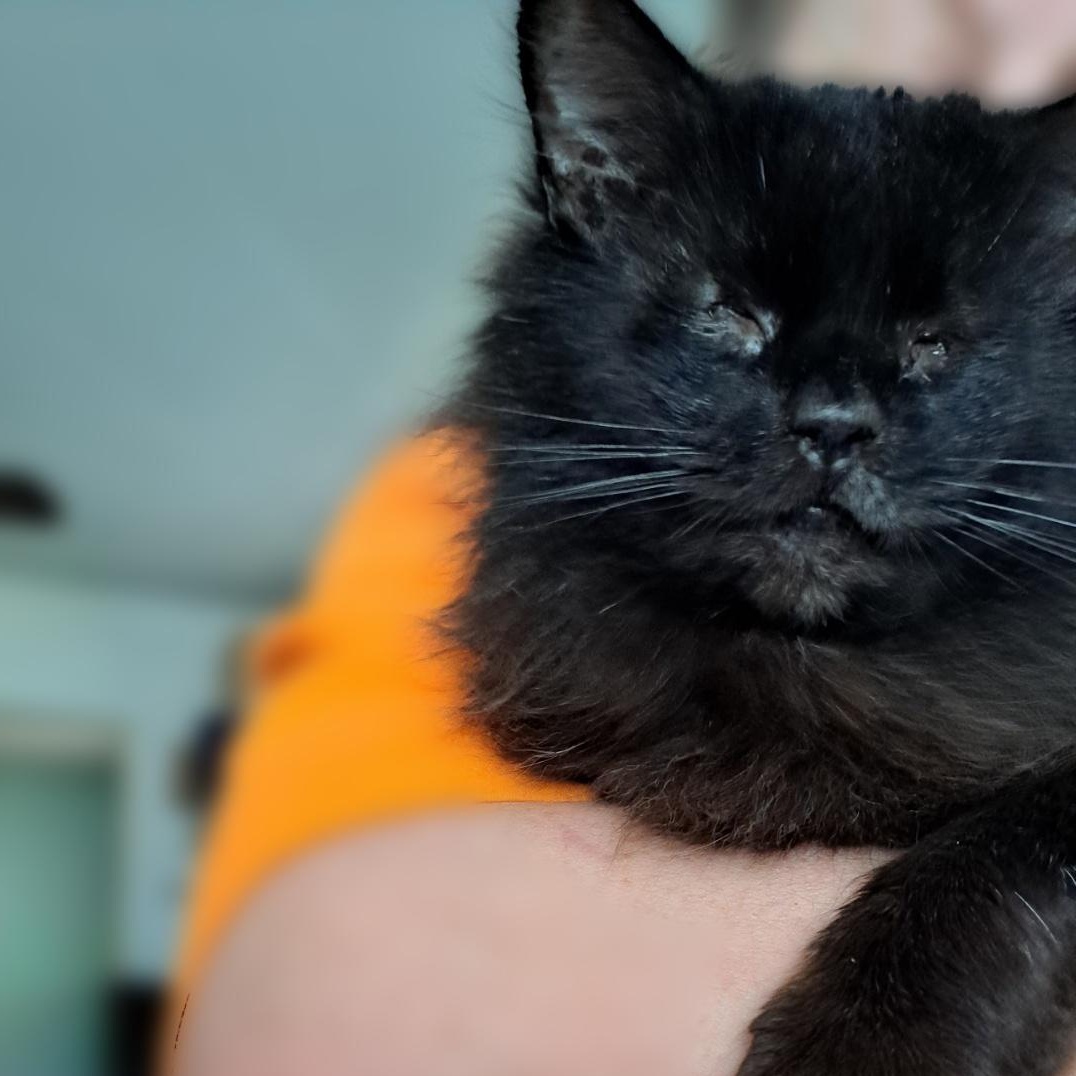 FOSTER HOME NEEDED FOR OUR BLIND KITTY, SWEETIE PIE!, a Adoptable Domestic Long Hair in Milwaukee, WI image 6/6