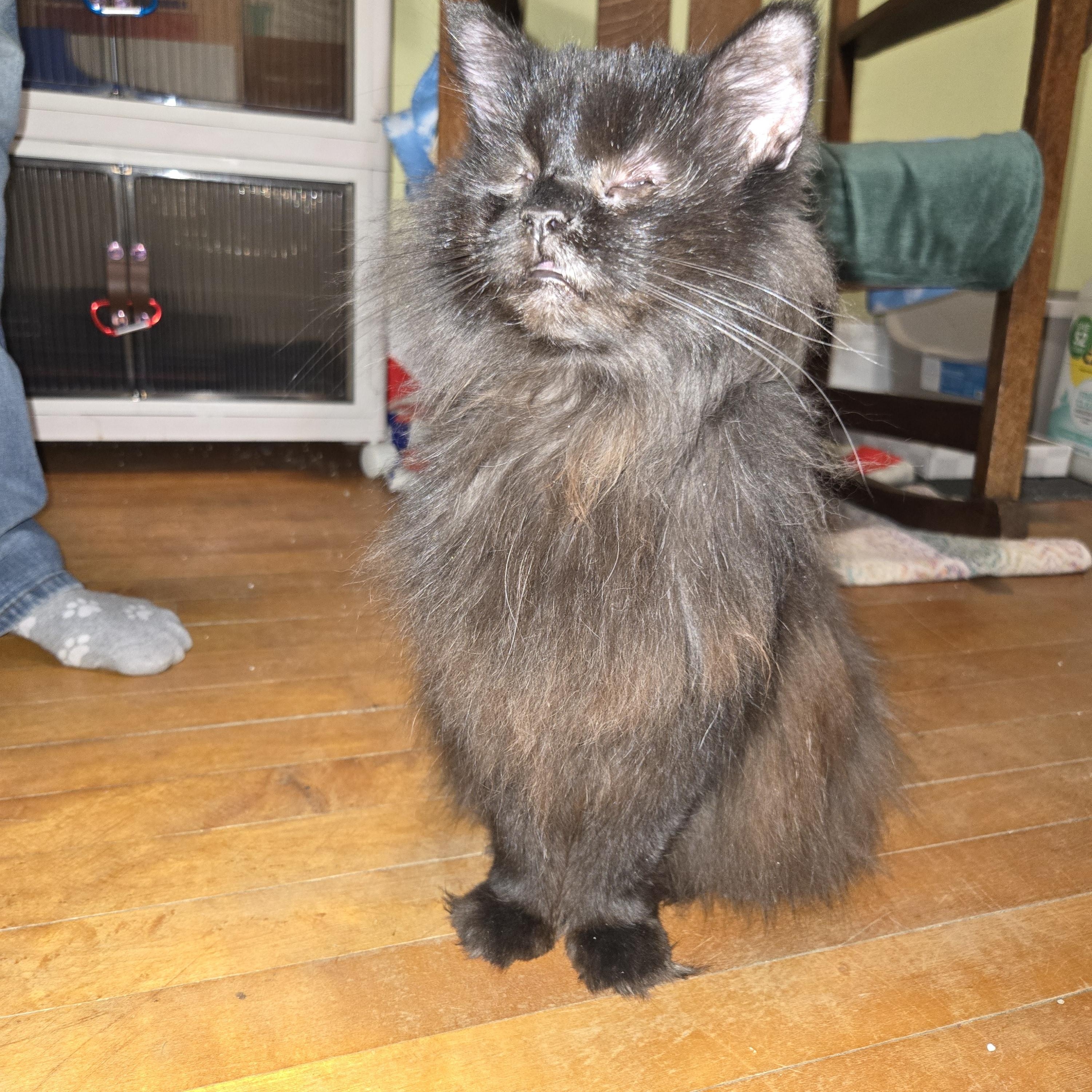 Enlarge FOSTER HOME NEEDED FOR OUR BLIND KITTY, SWEETIE PIE!, a Adoptable Domestic Long Hair in Milwaukee, WI image 6/6