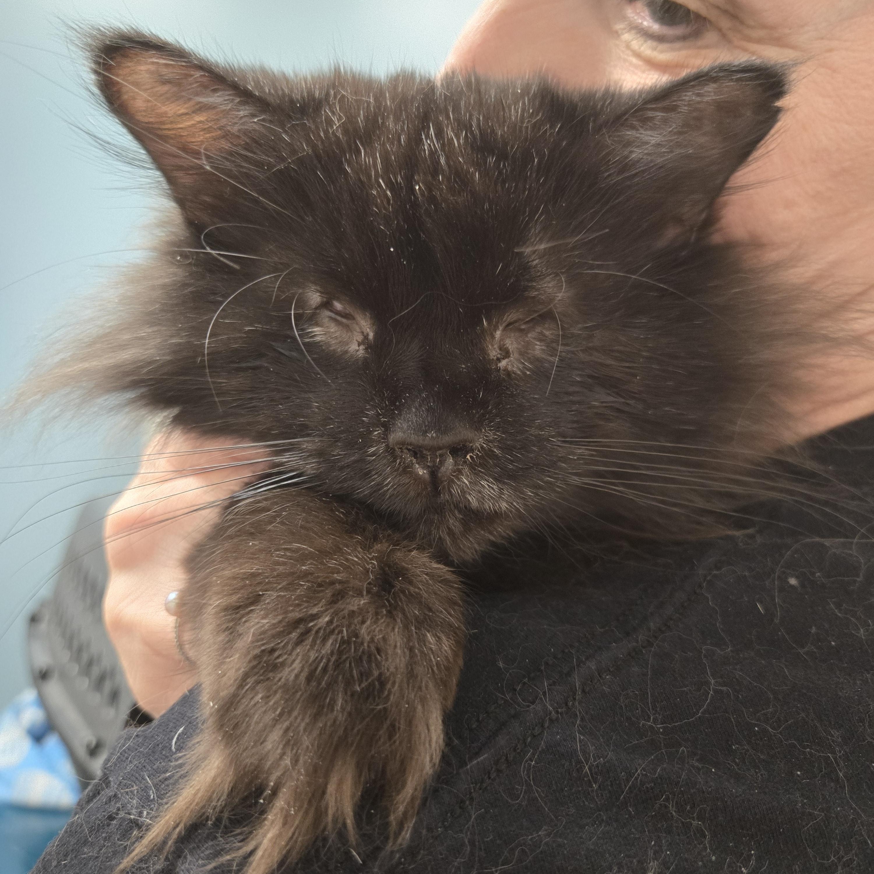 FOSTER HOME NEEDED FOR OUR BLIND KITTY, SWEETIE PIE!, Adoptable, Adult Female Domestic Long Hair.