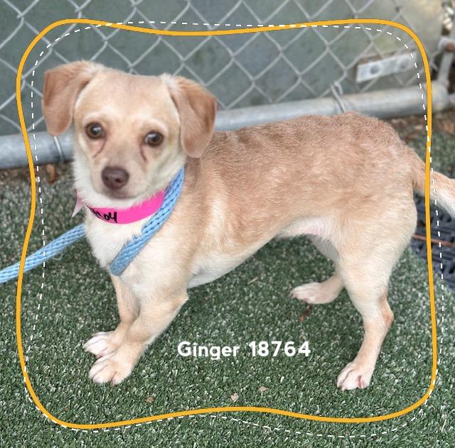 Enlarge GINGER, an adopted Chihuahua in Marietta, GA image 4/4