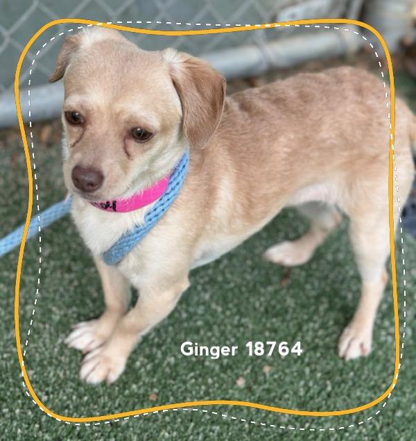Enlarge GINGER, an adopted Chihuahua in Marietta, GA image 3/4