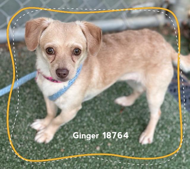 Enlarge GINGER, an adopted Chihuahua in Marietta, GA image 2/4