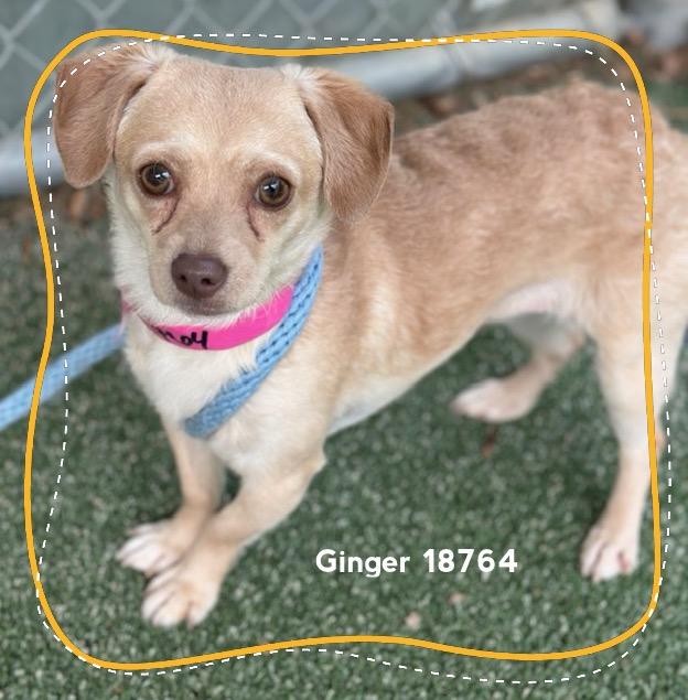 GINGER, adopted, Adult Female Chihuahua.