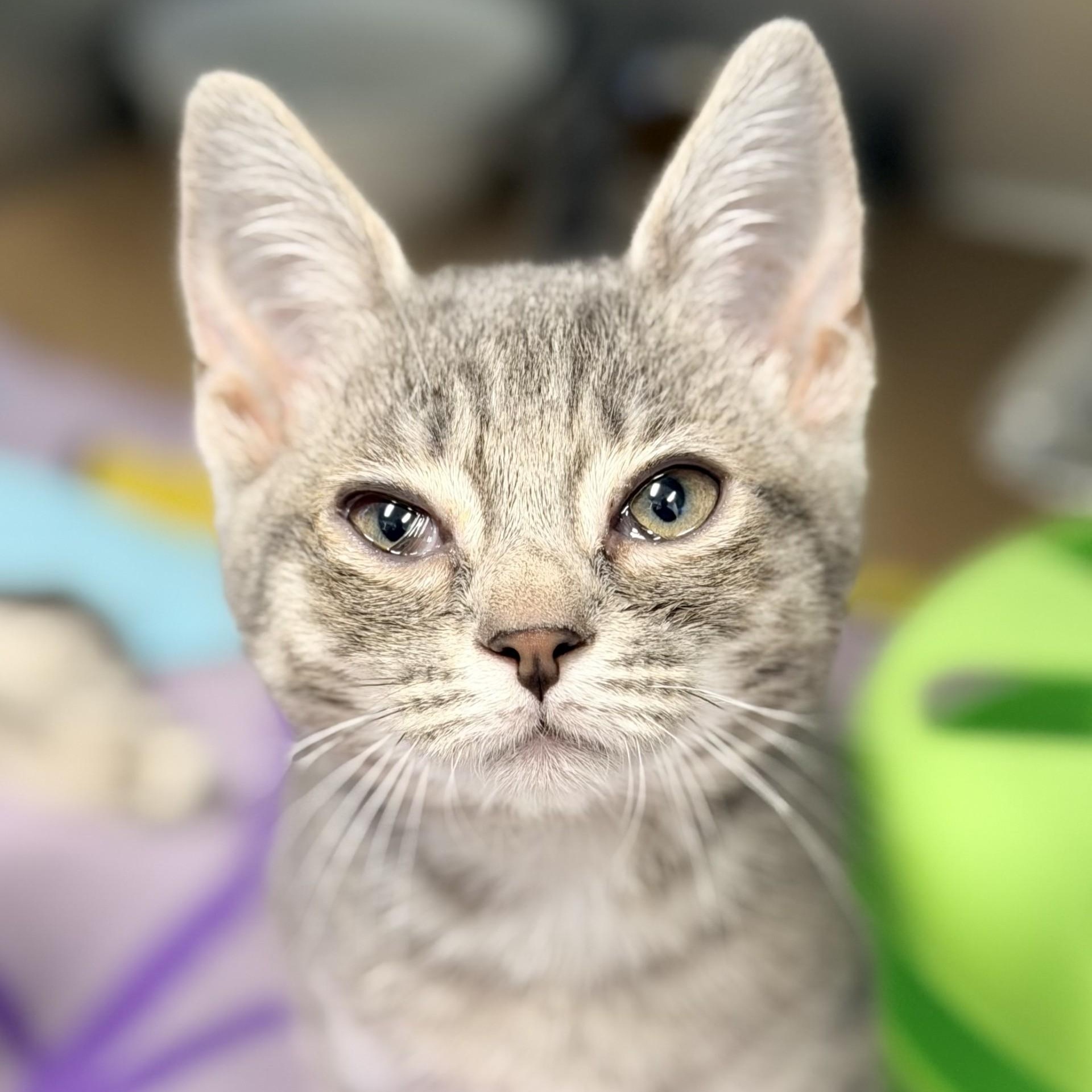 Juniper, ADOPTABLE, Kitten Male Domestic Short Hair.