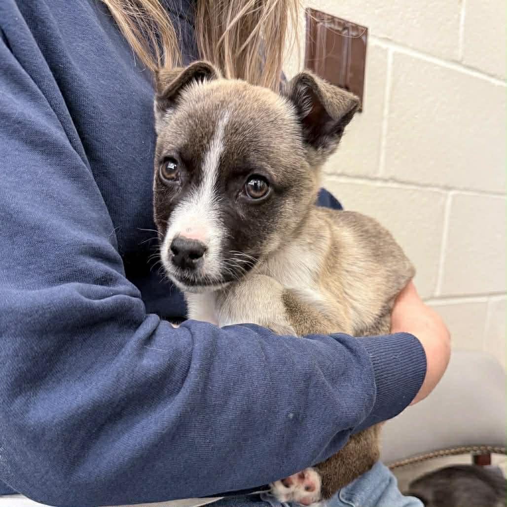 Tallulah, Adopted, Young Female Whippet & Border Collie.
