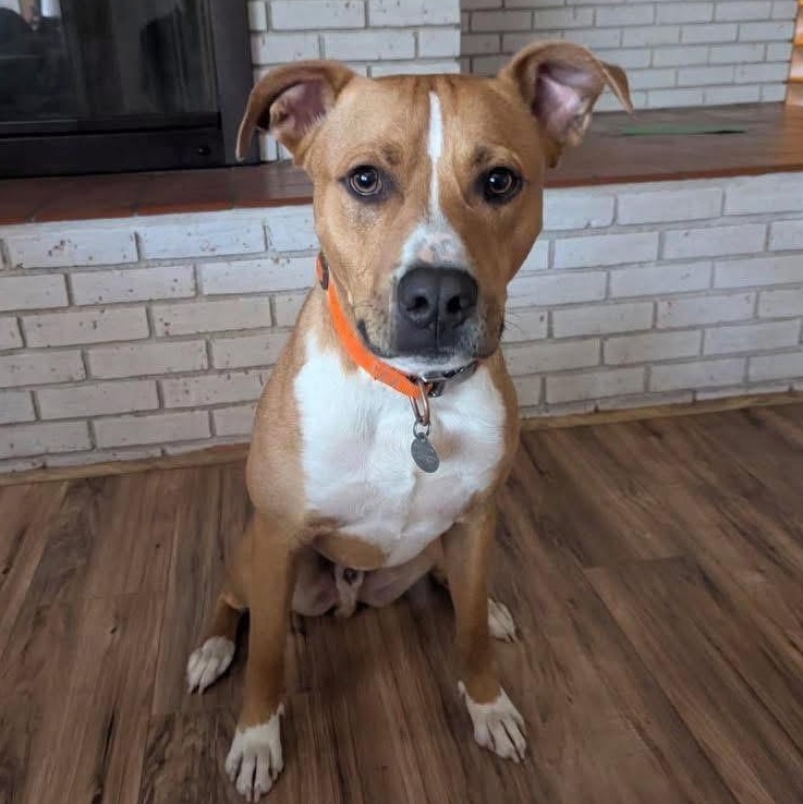 Silas, ADOPTABLE, Adult Male Mixed Breed.