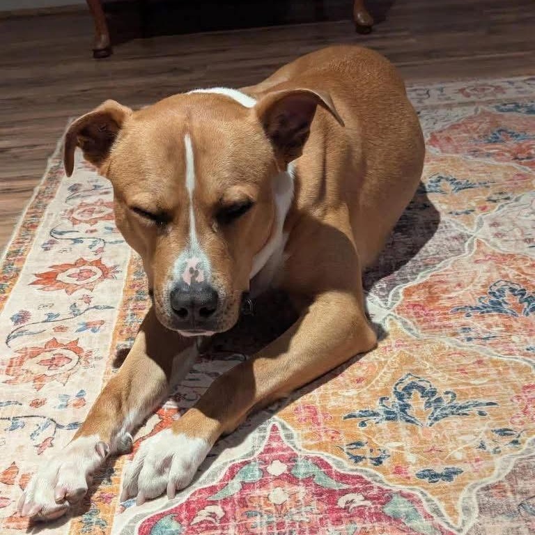 Silas, a ADOPTABLE mixed breed in Lubbock, TX image 4/4