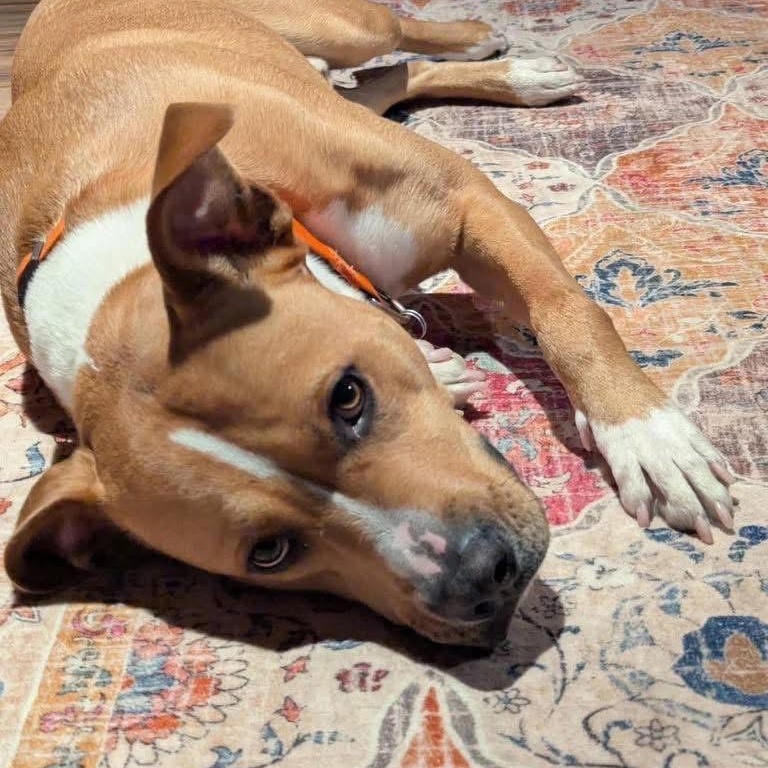 Silas, ADOPTABLE, Adult Male Mixed Breed.