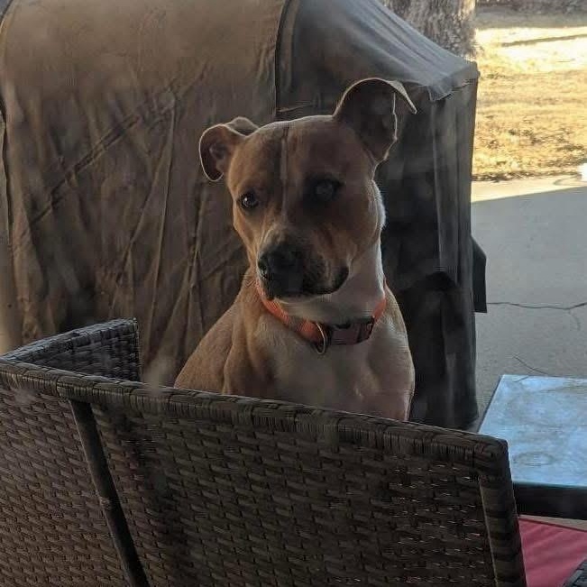 Silas, a ADOPTABLE mixed breed in Lubbock, TX image 3/4