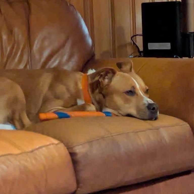 Silas, a ADOPTABLE mixed breed in Lubbock, TX image 2/4