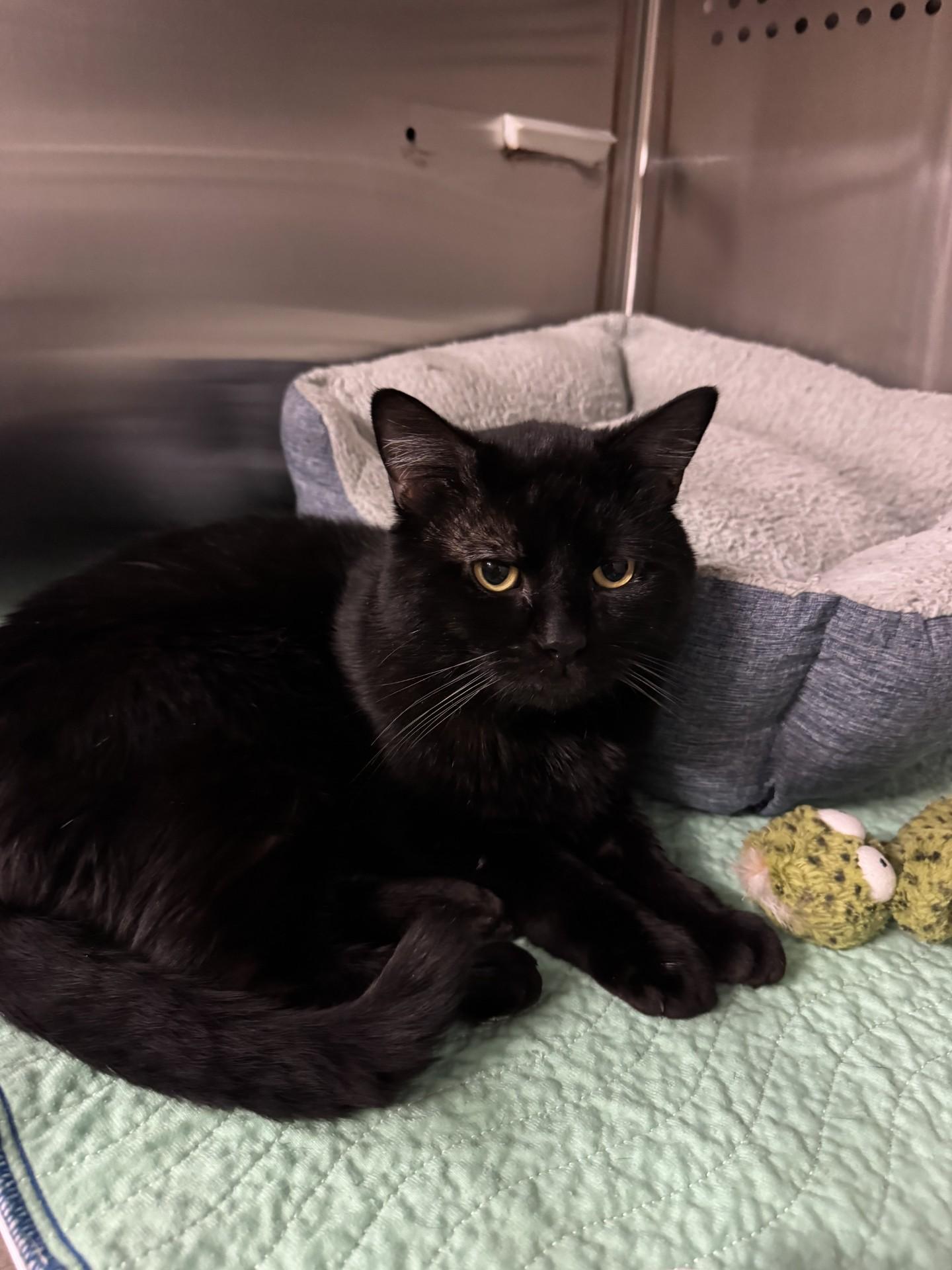 Enlarge Boom Boom, a ADOPTABLE Domestic Short Hair in West Haven, CT image 1/1