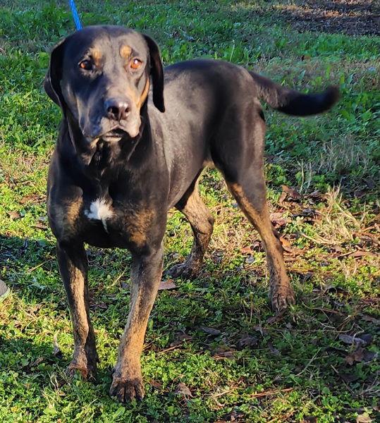 Enlarge 251126  Hillary, a Adoptable Hound in Wetumpka, AL image 2/3