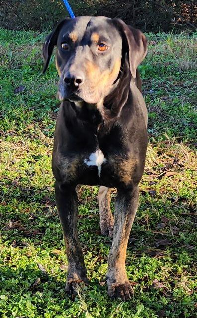 Enlarge 251126  Hillary, a Adoptable Hound in Wetumpka, AL image 3/3