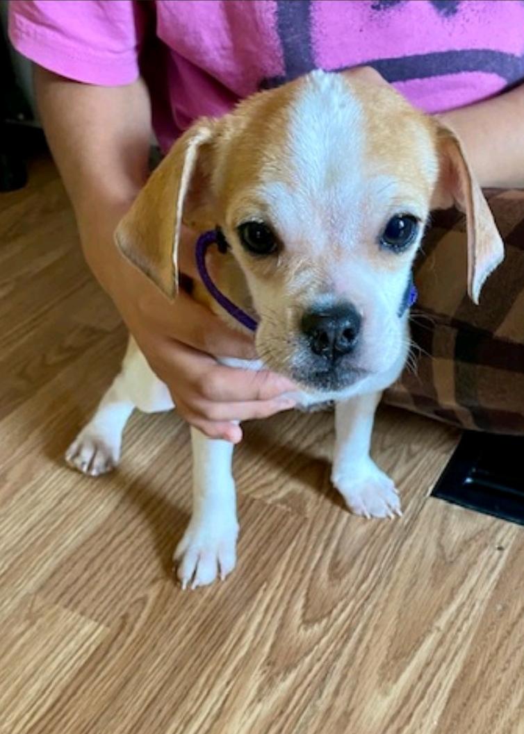 Lucky Lucypuggle thumbnail 2