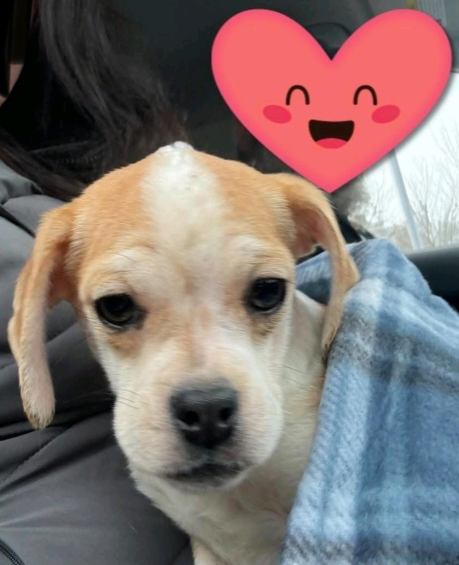 Enlarge Lucky Lucy, a ADOPTABLE Puggle in Hamburg, NY image 4/5