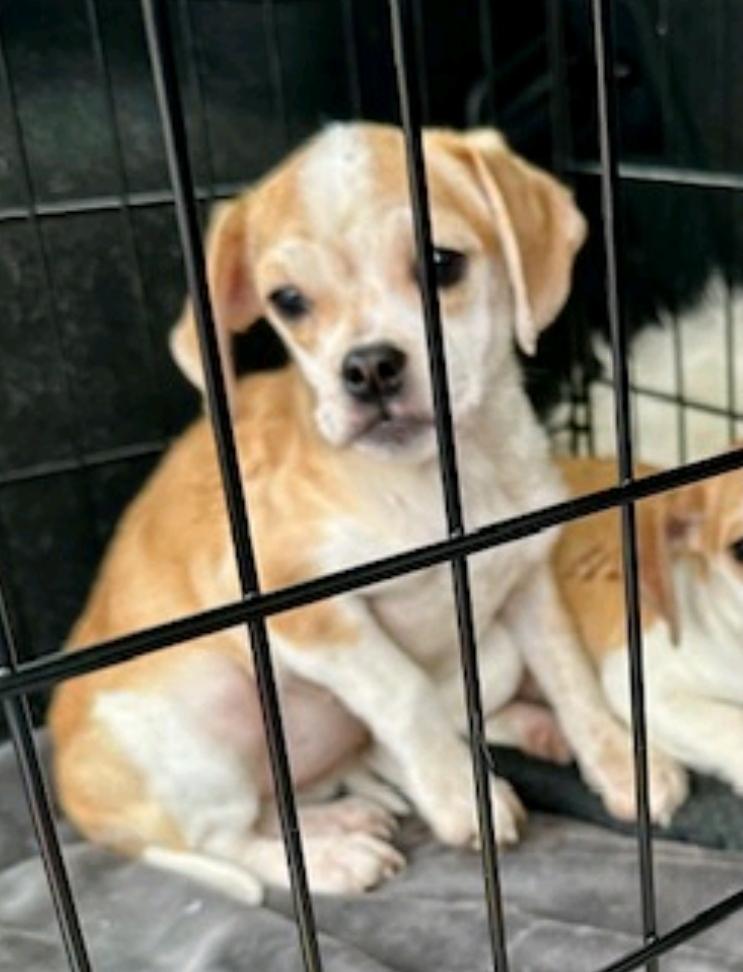 Enlarge Lucky Lucy, a ADOPTABLE Puggle in Hamburg, NY image 2/5