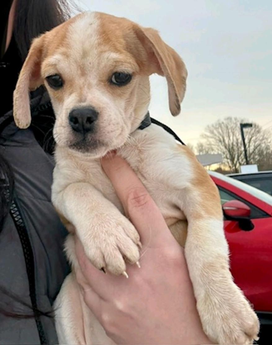 Lucky Lucypuggle thumbnail 4