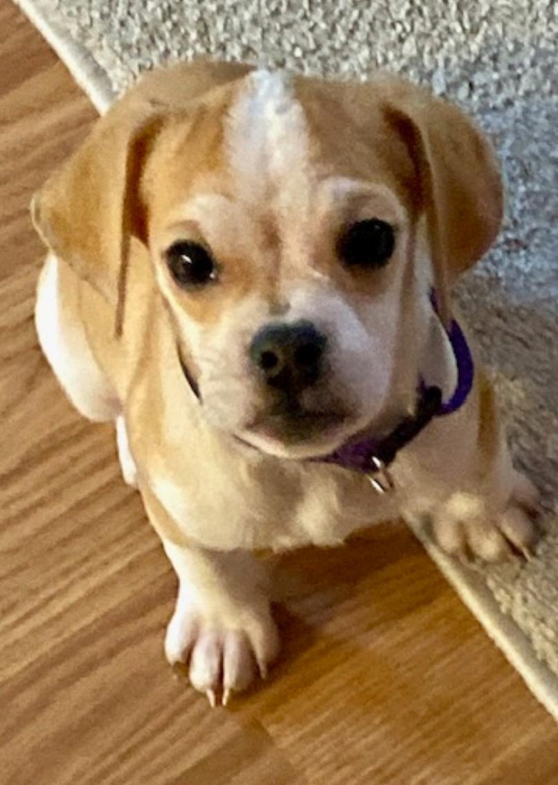 Lucky Lucy, ADOPTABLE, Puppy Female Puggle.