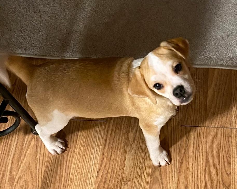 Lucky Lucy-Puggle(pug/beagle), a ADOPTABLE Puggle in Hamburg, NY image 6/6