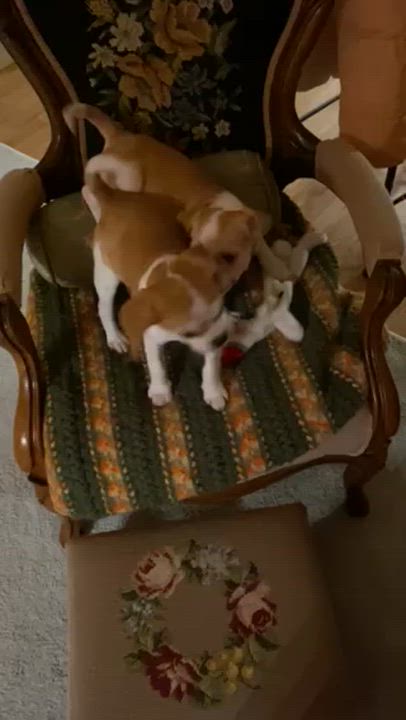 Enlarge Lucky Lucy-Puggle(pug/beagle), a ADOPTABLE Puggle in Hamburg, NY video 5/6