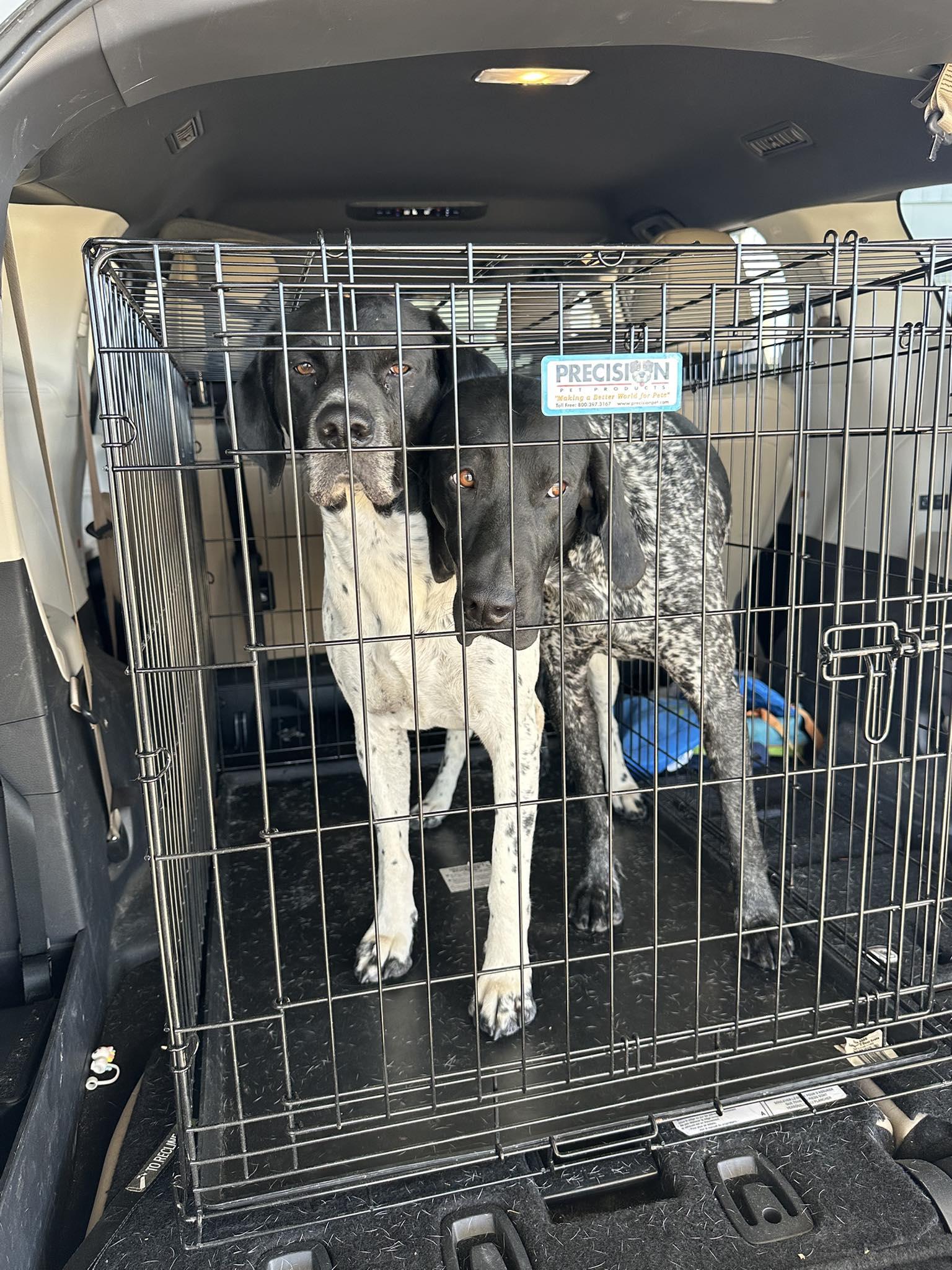 Foster Needed, Adopted, Adult Male German Shorthaired Pointer.