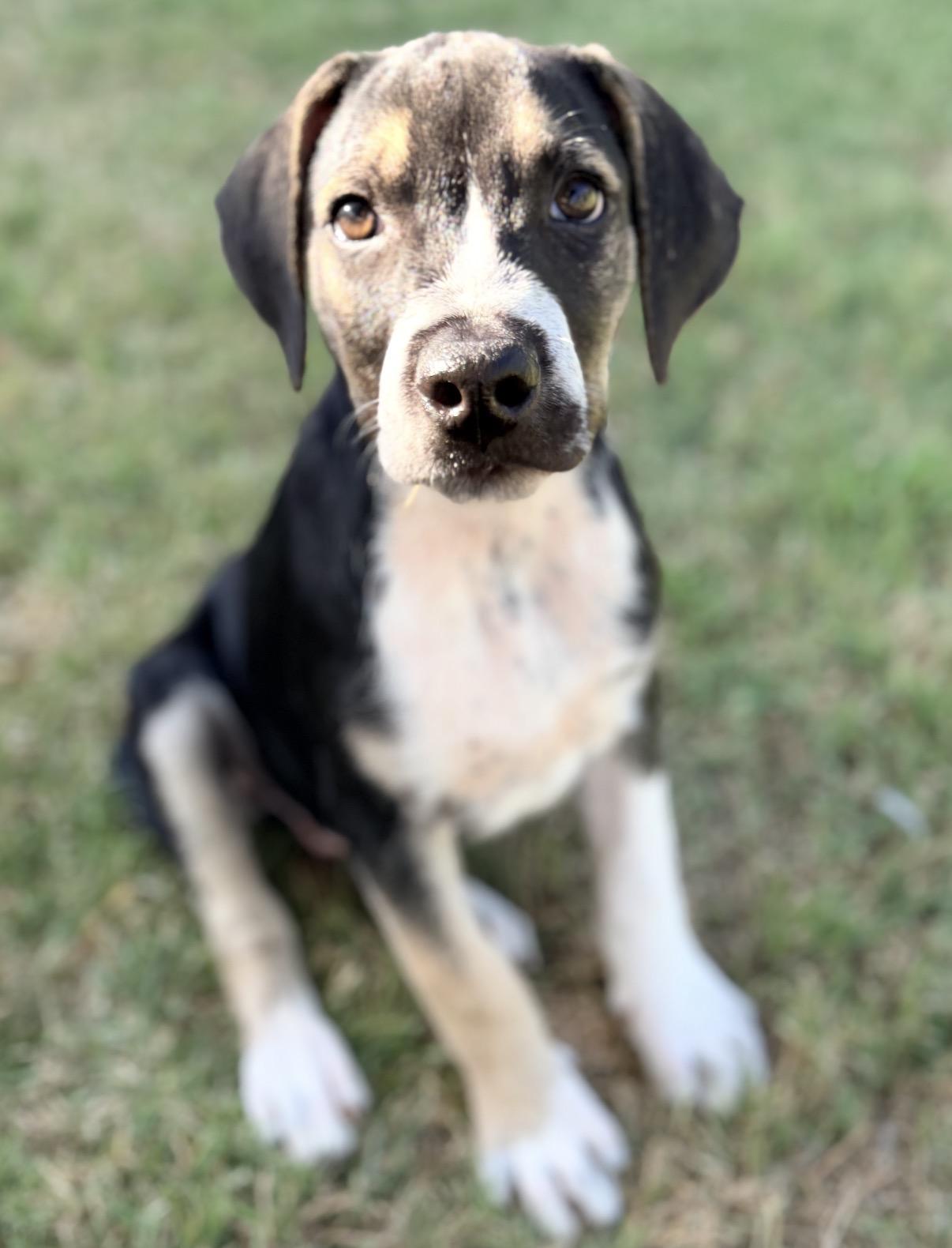 Enlarge Zeke, a ADOPTABLE mixed breed in Gilbert, AZ image 3/6