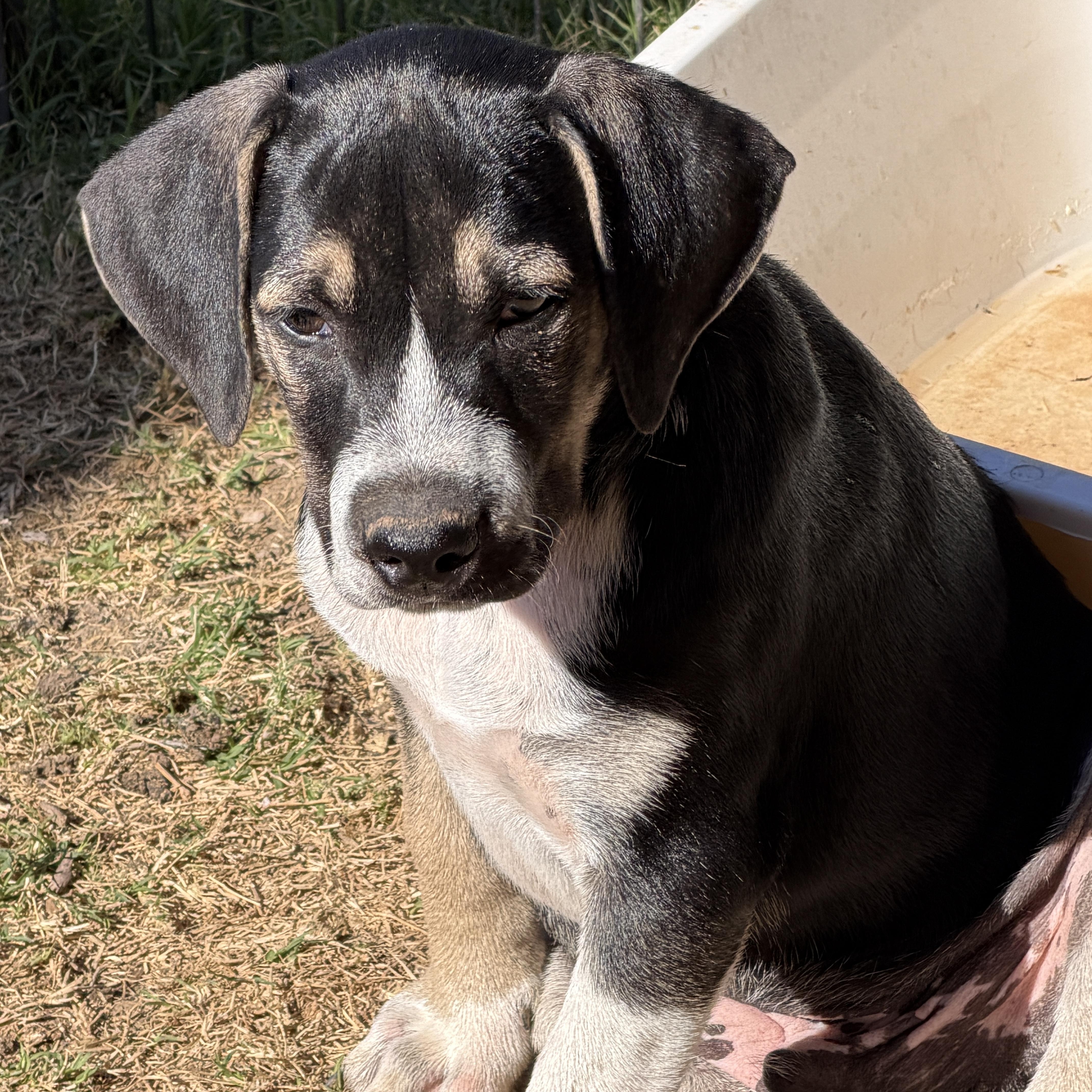 Enlarge Zeke, a ADOPTABLE mixed breed in Gilbert, AZ image 2/6