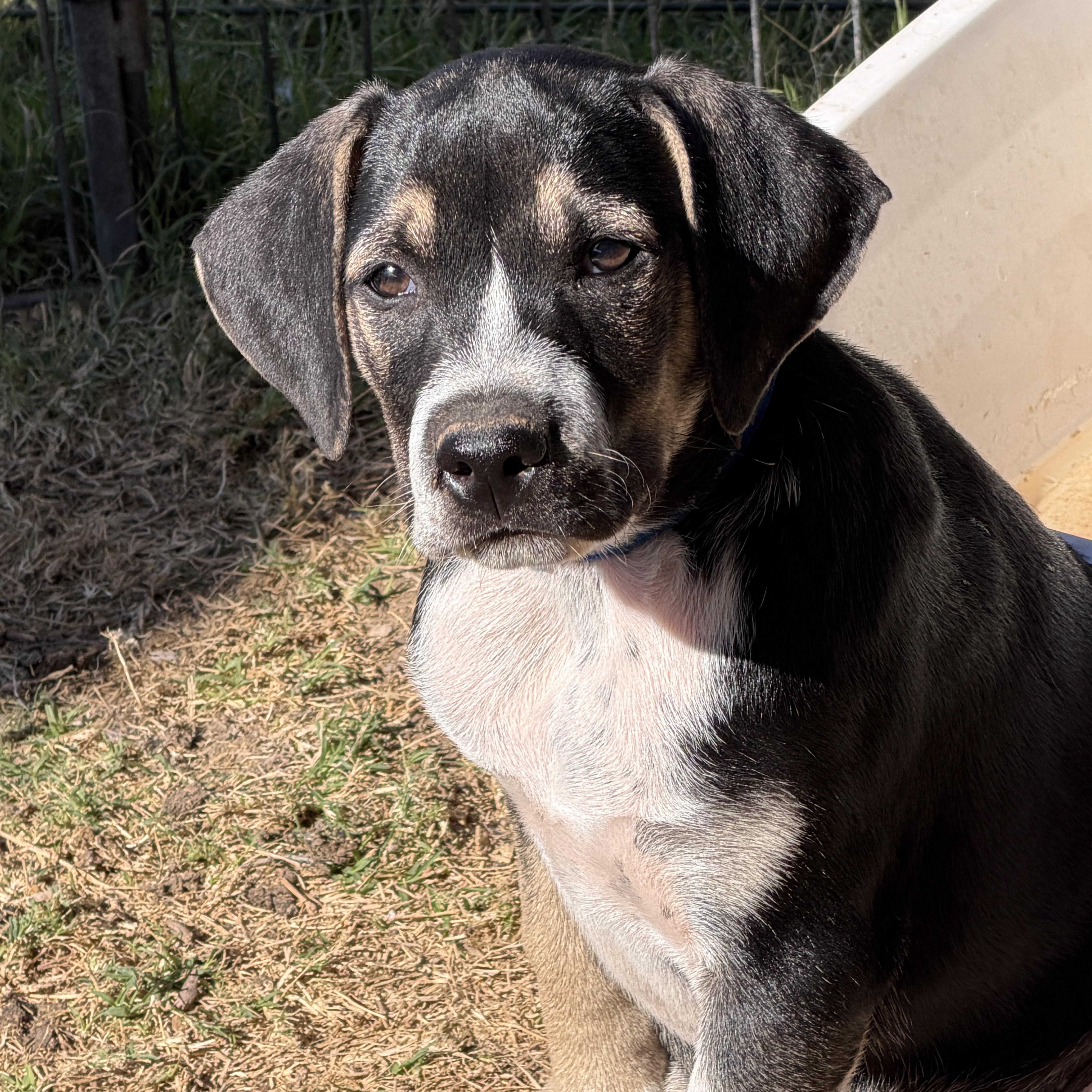 Enlarge Zeke, a ADOPTABLE mixed breed in Gilbert, AZ image 1/6