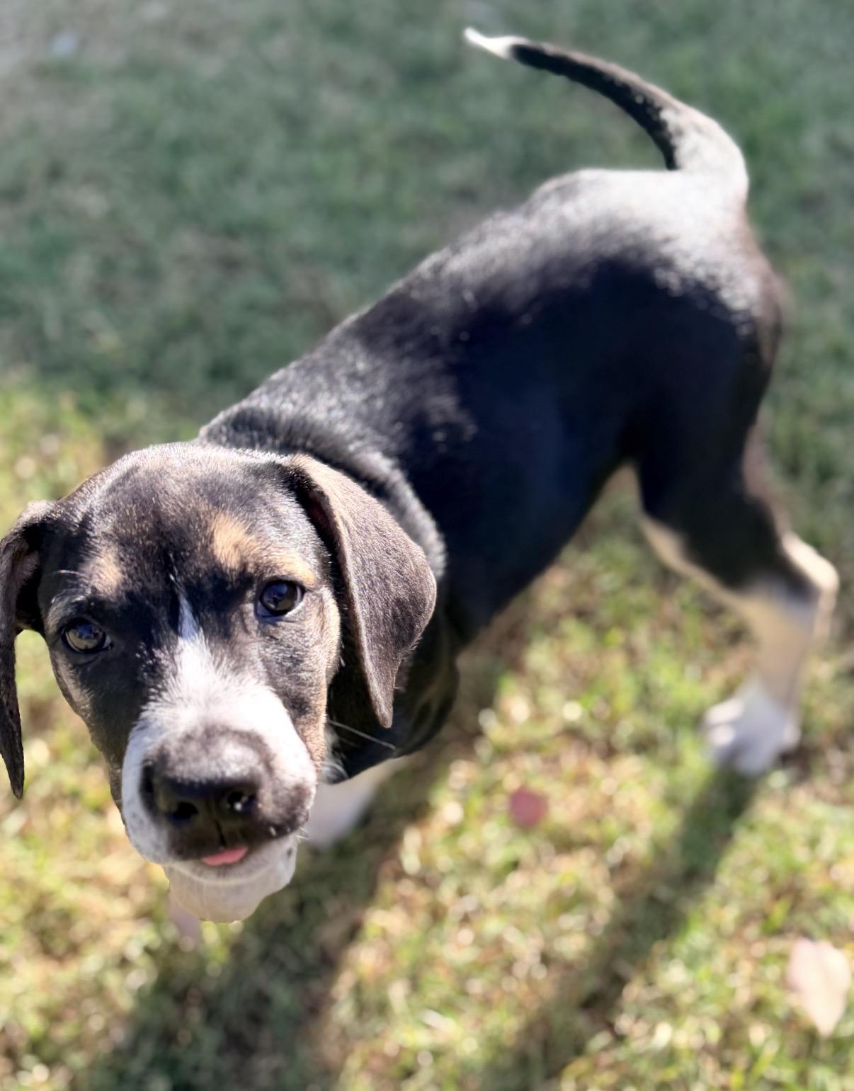 Enlarge Zeke, a ADOPTABLE mixed breed in Gilbert, AZ image 6/6