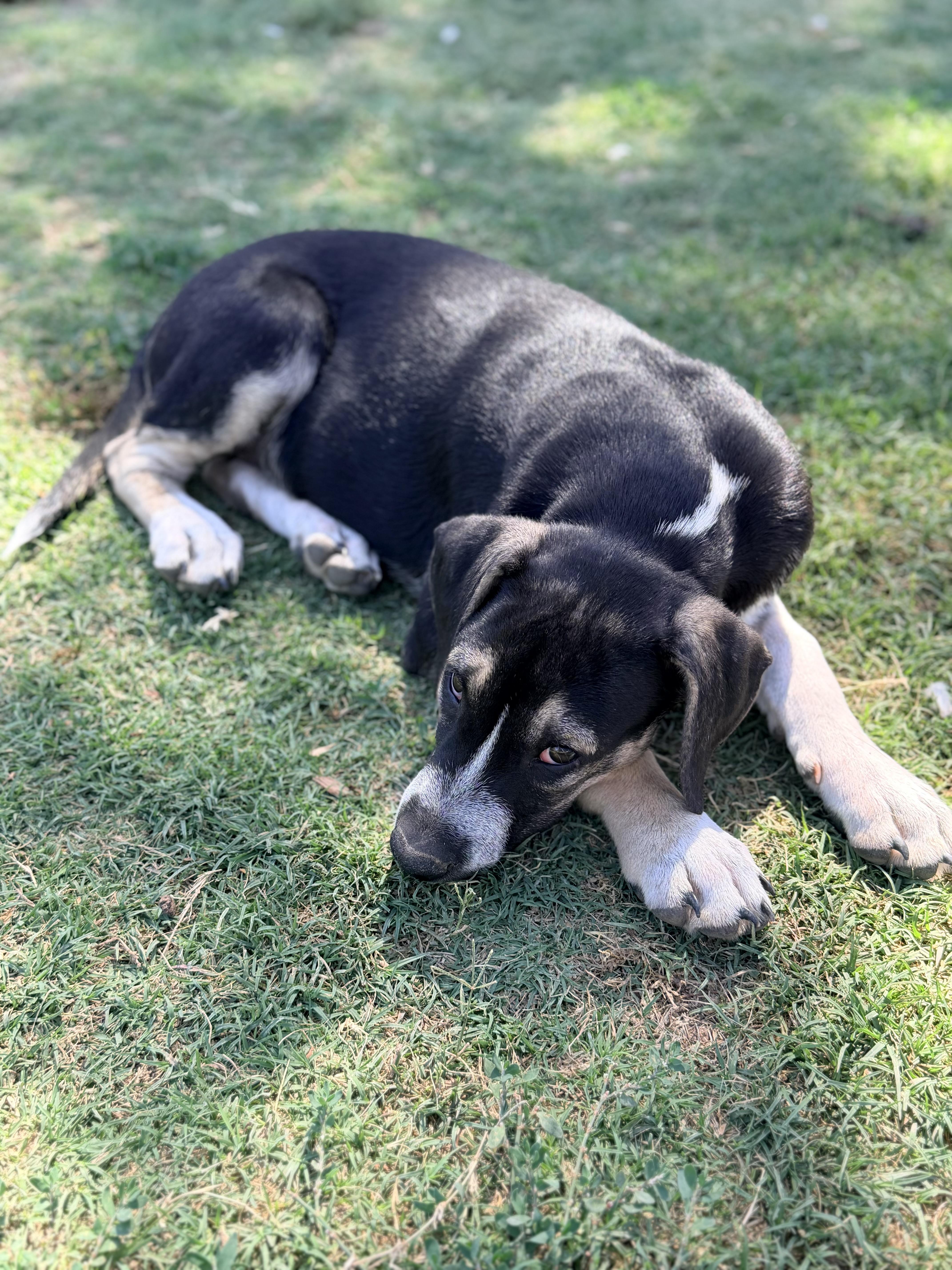 Enlarge Zeke, an adopted mixed breed in Gilbert, AZ image 5/5