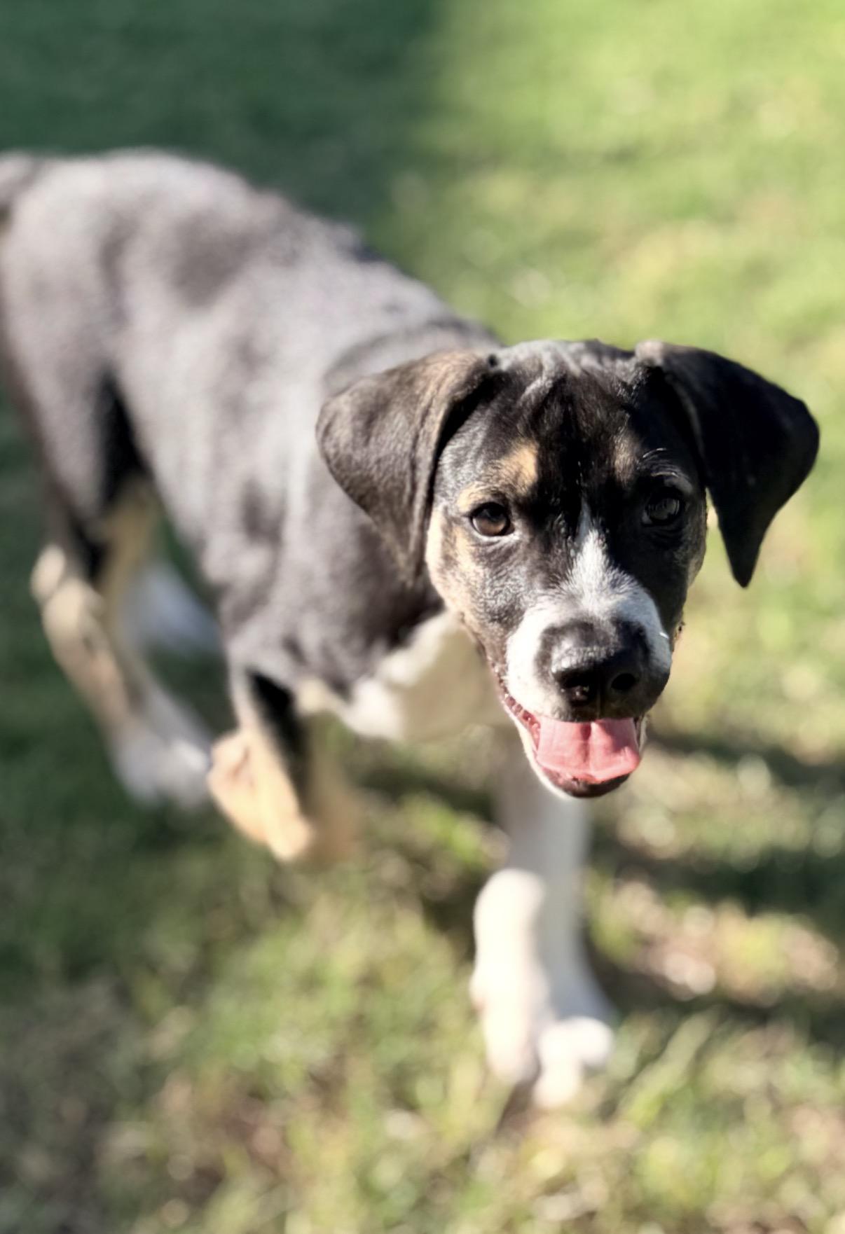 Enlarge Zeke, a ADOPTABLE mixed breed in Gilbert, AZ image 5/6