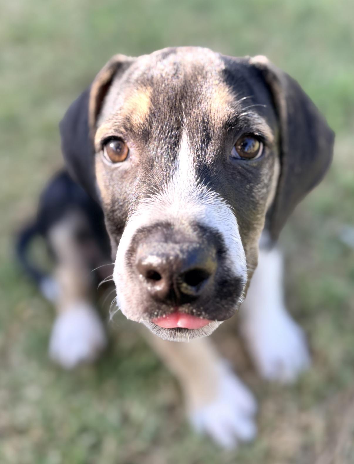 Enlarge Zeke, a ADOPTABLE mixed breed in Gilbert, AZ image 4/6