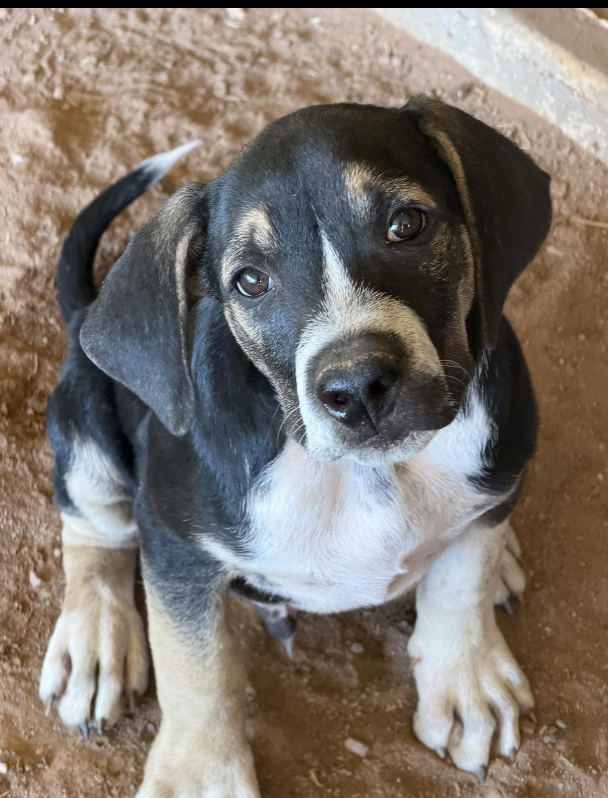 Enlarge Zeke, an adopted mixed breed in Gilbert, AZ image 4/5