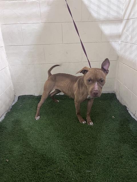 Enlarge JULIE, a Adoptable mixed breed in Winter Haven, FL image 1/1