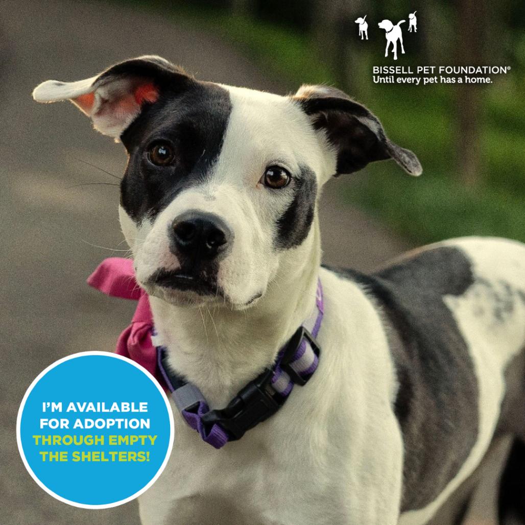 Enlarge Paloma- $70 Adoption Fee!, a Adoptable Mixed Breed in Cincinnati, OH image 1/6