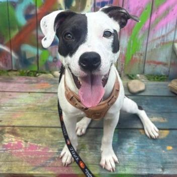 Paloma, Adoptable, Young Female Mixed Breed.