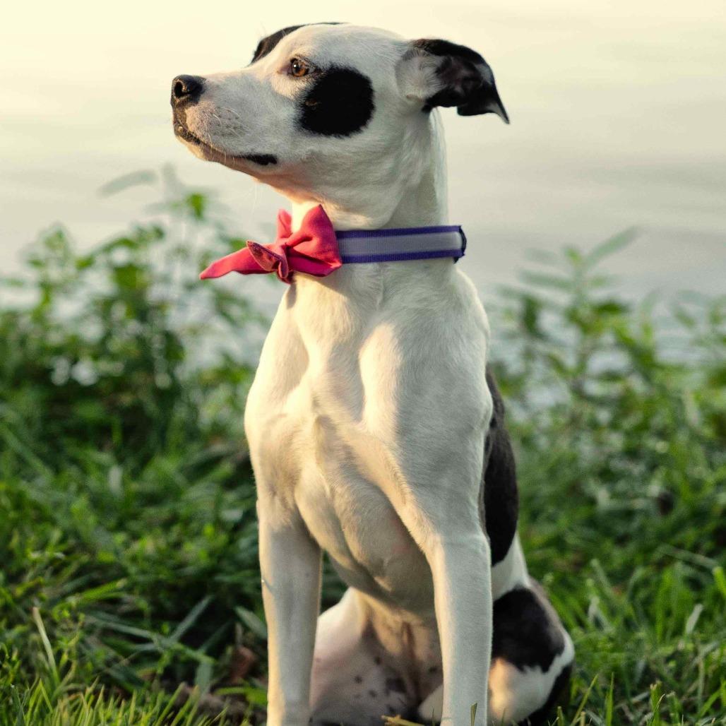 Enlarge Paloma, a Adoptable Mixed Breed in Cincinnati, OH image 2/6